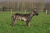 IRISH WOLFHOUND 286